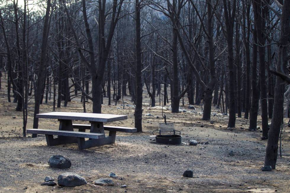 Part of the Strawberry Creek campground is shown surrounded by trees damaged by the Strawberry ...