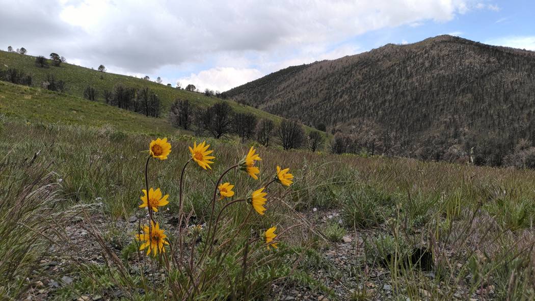 Balsamroot flowers color a hillside above Strawberry Creek in Great Basin National Park in 2018 ...