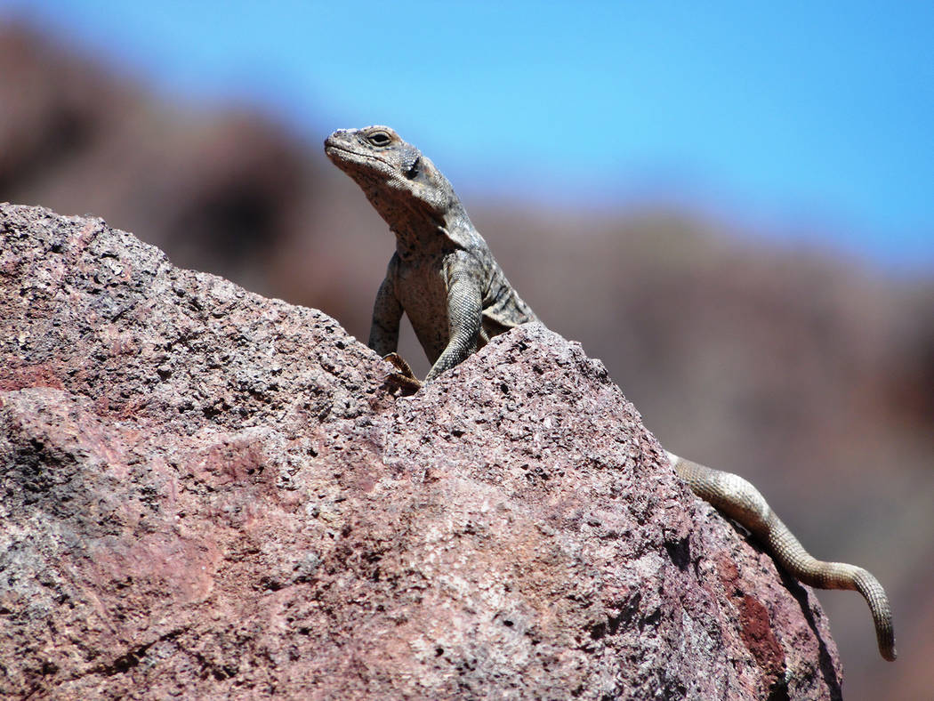 A chuckwalla protects its lair on the Nevada bank of the Colorado River around mile marker 59 o ...