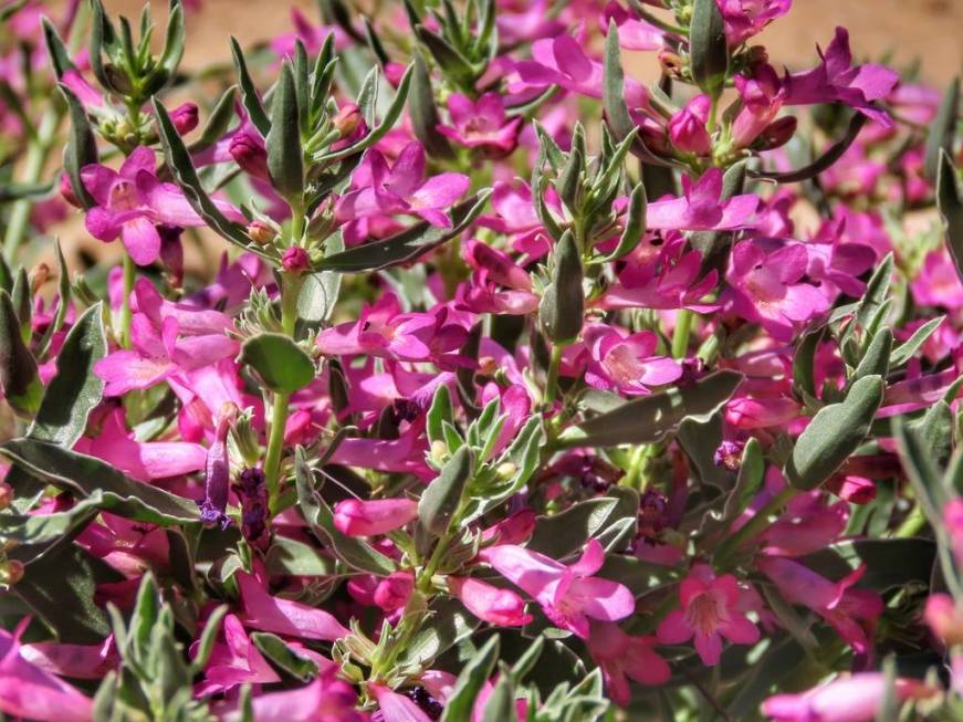 White-margined beardtongue flowers bloom in the desert south of the Las Vegas Valley on April 1 ...