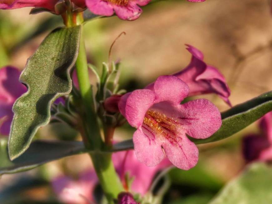 White-margined beardtongue flowers bloom in the desert south of the Las Vegas Valley on April 1 ...