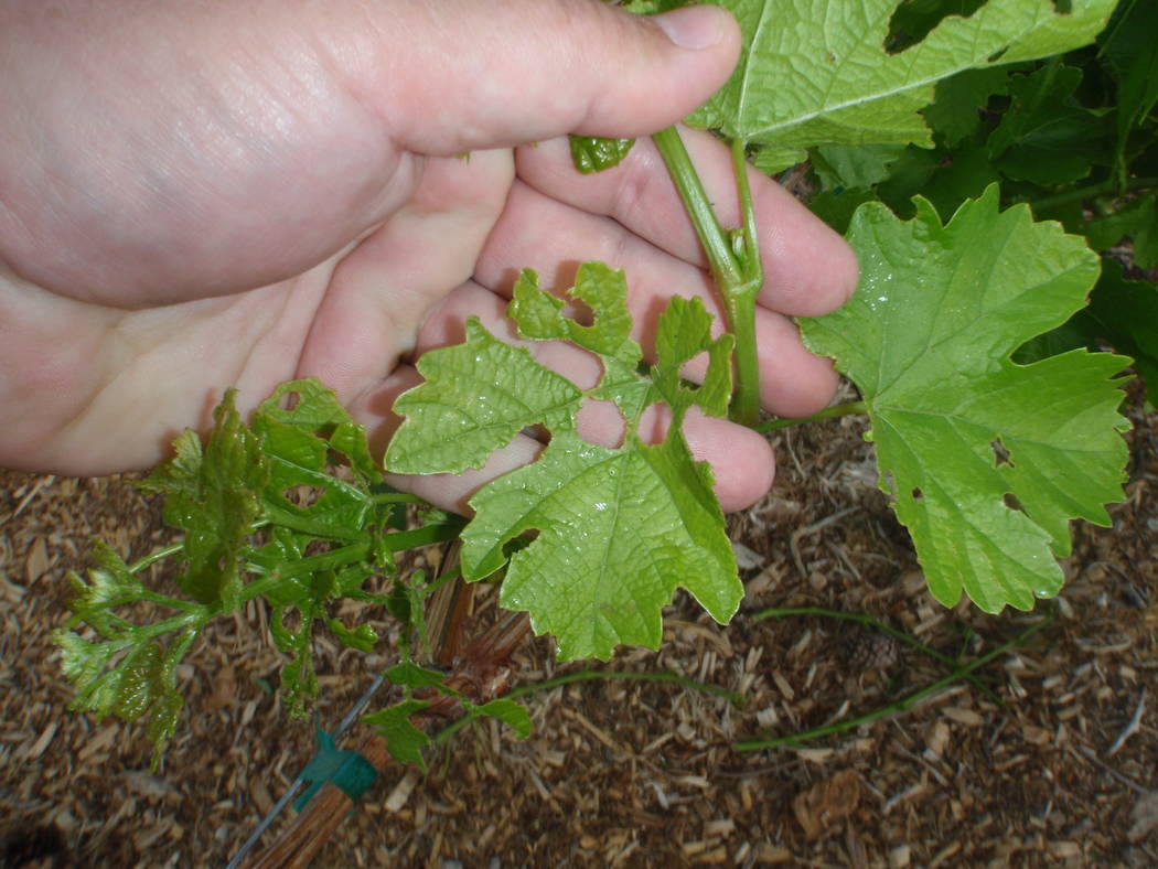 Flea beetles can create a lot of damage by chewing holes in grape leaves. (Bob Morris)