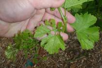 Flea beetles can create a lot of damage by chewing holes in grape leaves. (Bob Morris)