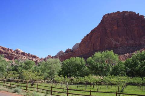 Capitol Reef National Park, Utah, is home to more than 3,100 fruit trees. The park provides han ...