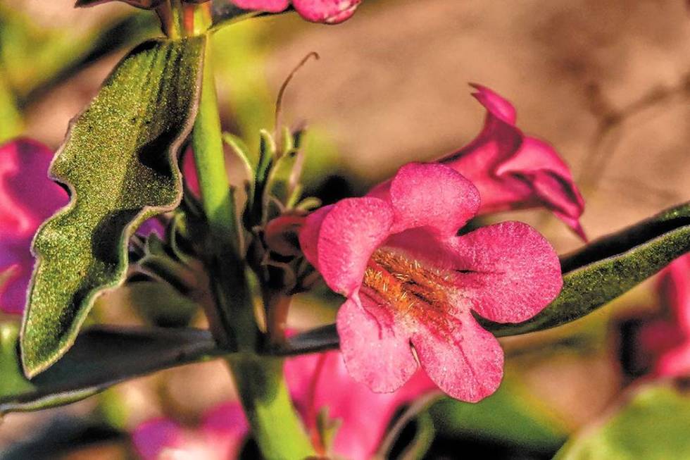 White-margined beardtongue flowers bloom in the desert south of the Las Vegas Valley on April 1 ...