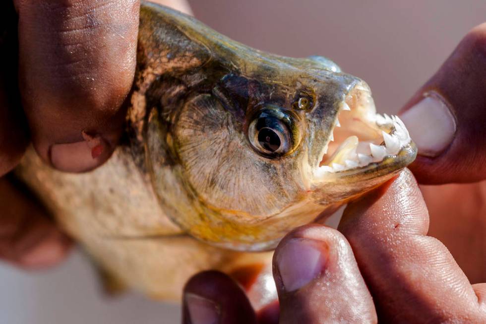 Fisherman shows the teeth of the Piranha in the Pantanal in Miranda, Mato Grosso do Sul, Brazil ...