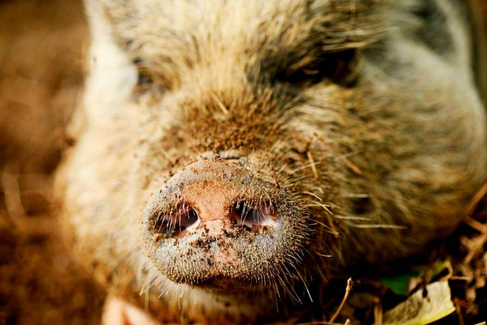 In this April 25, 2019 photo, a pig named Hamilton resides in Raleigh, N.C. The Carolina Hurric ...