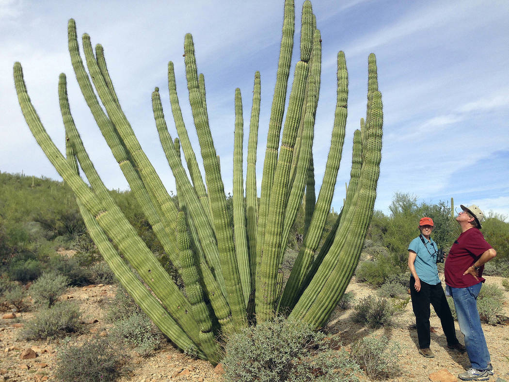 FILE - This Oct. 30, 2014 file photo shows visitors at Organ Pipe Cactus National Monument in A ...