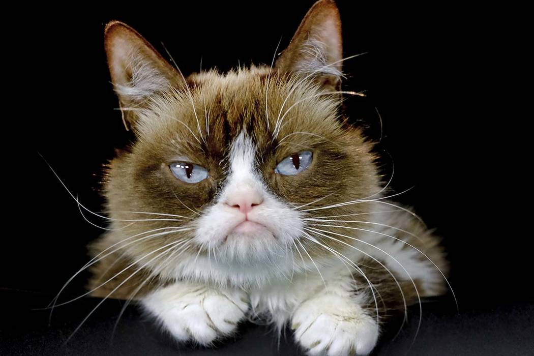Grumpy Cat posing for a photo Dec. 1, 2015, in Los Angeles. Grumpy Cat, whose sour puss became ...