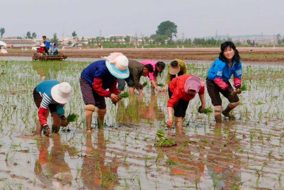 In this May 17, 2019, photo, North Korean farmers plant rice seedlings in a field at the Sambon ...