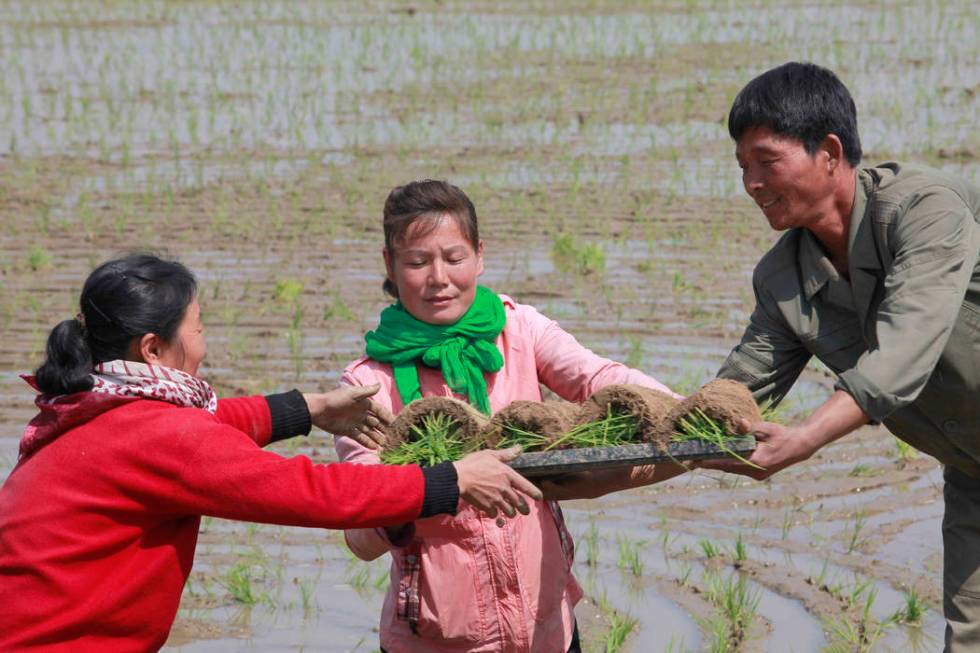 In this May 12, 2019, photo, farmers replant rice seedlings in a field in Chongsan-ri, North Ko ...