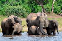 In this March 3, 2013 file photo elephants drink water in the Chobe National Park in Botswana. ...