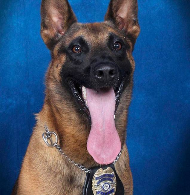 In this undated image released by the Gwinnett County (Ga.) Police, police dog Eli, sits for an ...