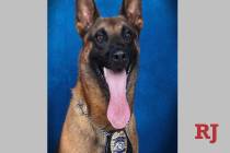 In this undated image released by the Gwinnett County (Ga.) Police, police dog Eli, sits for an ...