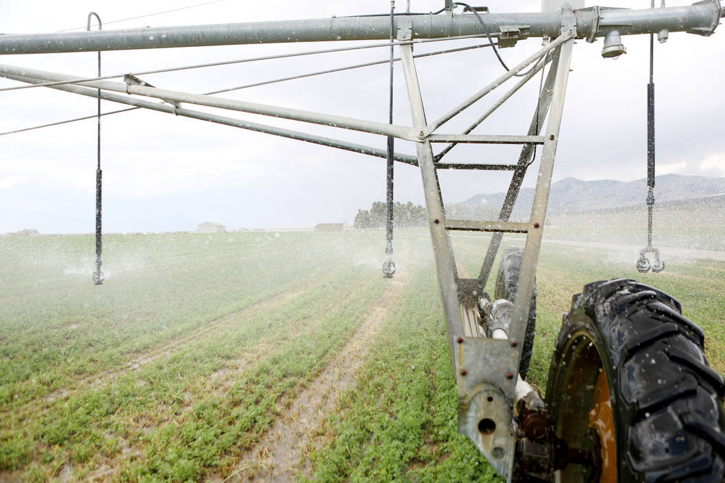 Water sprays on a hay field on Aug. 7 at a ranch in White Pine County's Spring Valley. (Las Veg ...