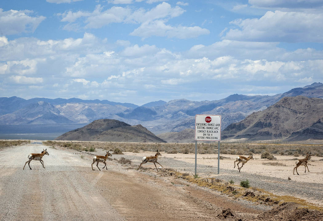 Pronghorn run across the road during a tour of the Nevada Test and Training Range on May 21, 20 ...