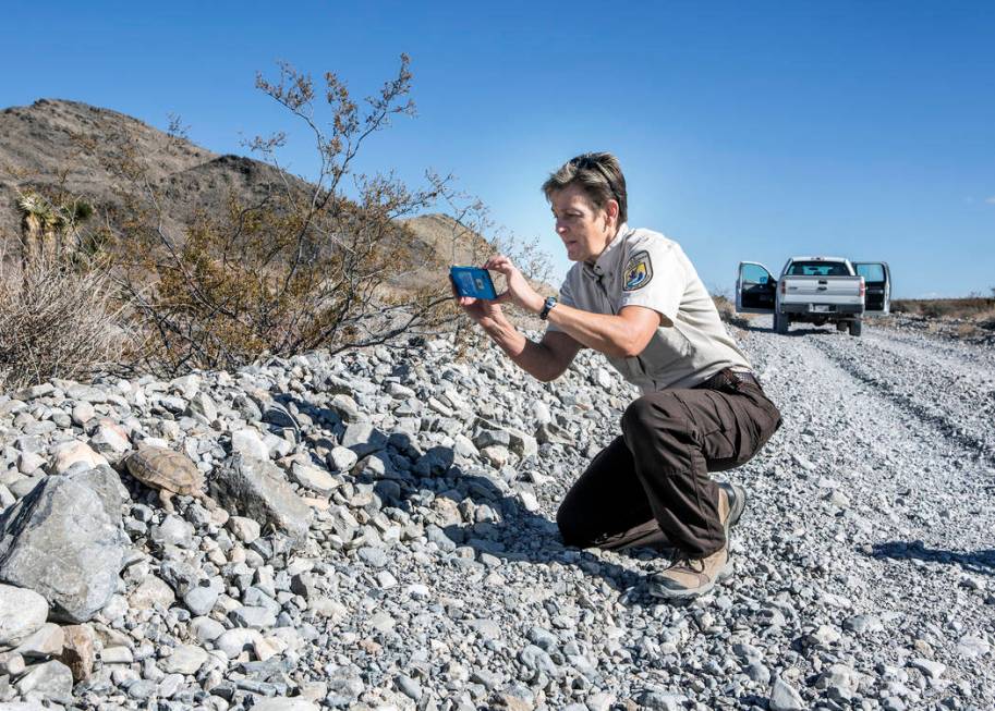 Desert National Wildlife Refuge manager Amy Sprunger takes a photo of a desert tortoise during ...
