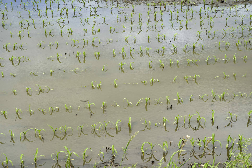 In this May 29, 2019 photo, corn is seen in a field flooded by waters from the Nishnabotna Rive ...