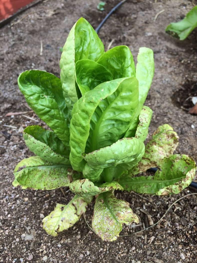 Leaf spot diseases, shown here on lettuce, can infect the plant from contaminated seed. (Bob Mo ...
