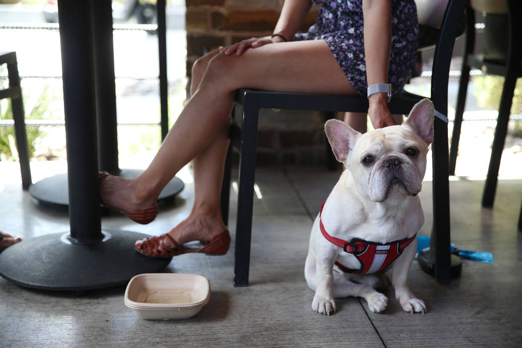 Shelby Giudice with her dog Zuma at Lazy Dog restaurant in Las Vegas, Friday, May 31, 2019. (Er ...