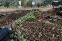 The cooler and wetter spring weather has slowed down the growth of warm-season vegetables. (Bob ...