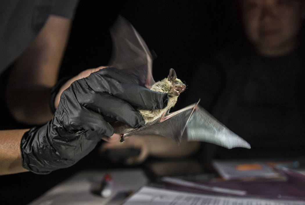 Christy Klinger, a wildlife biologist with the Nevada Department of Wildlife, examines a bat du ...