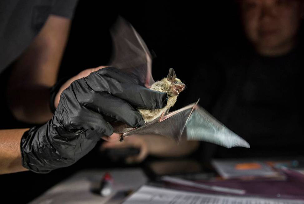 Christy Klinger, a wildlife biologist with the Nevada Department of Wildlife, examines a bat du ...