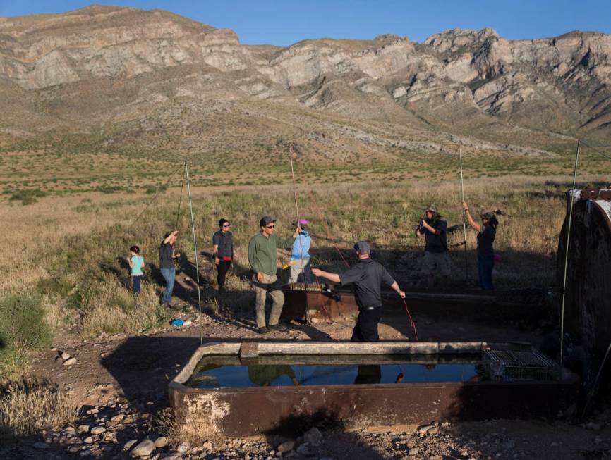 Participants in a "bat blitz" event set up nets in the East Mormon mountain range on ...