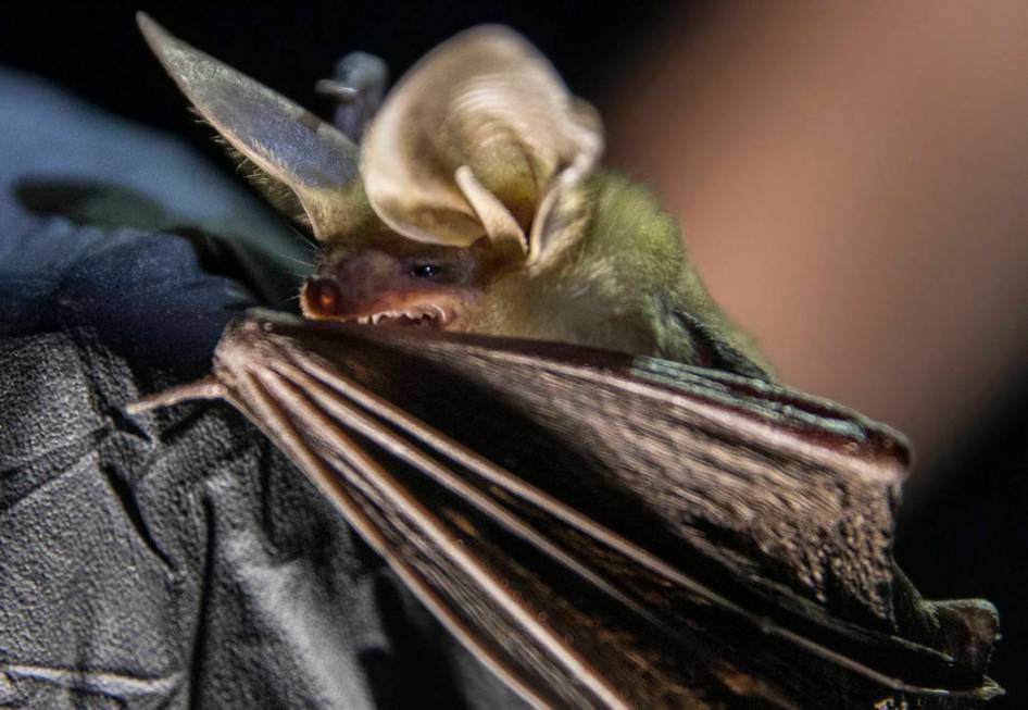 A bat is documented during a "bat blitz" event in the East Mormon mountain range on T ...