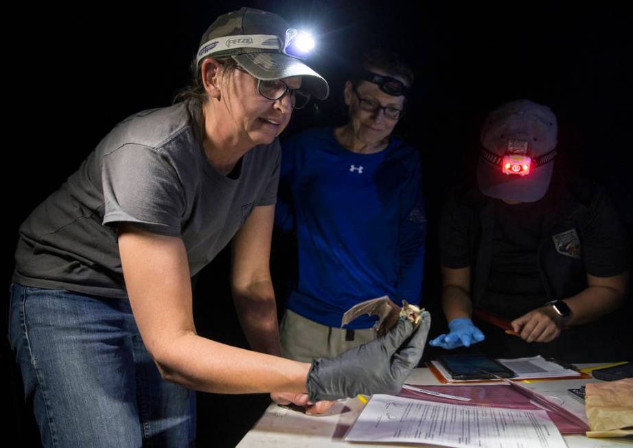 Christy Klinger, a wildlife biologist with the Nevada Department of Wildlife, examines a bat du ...