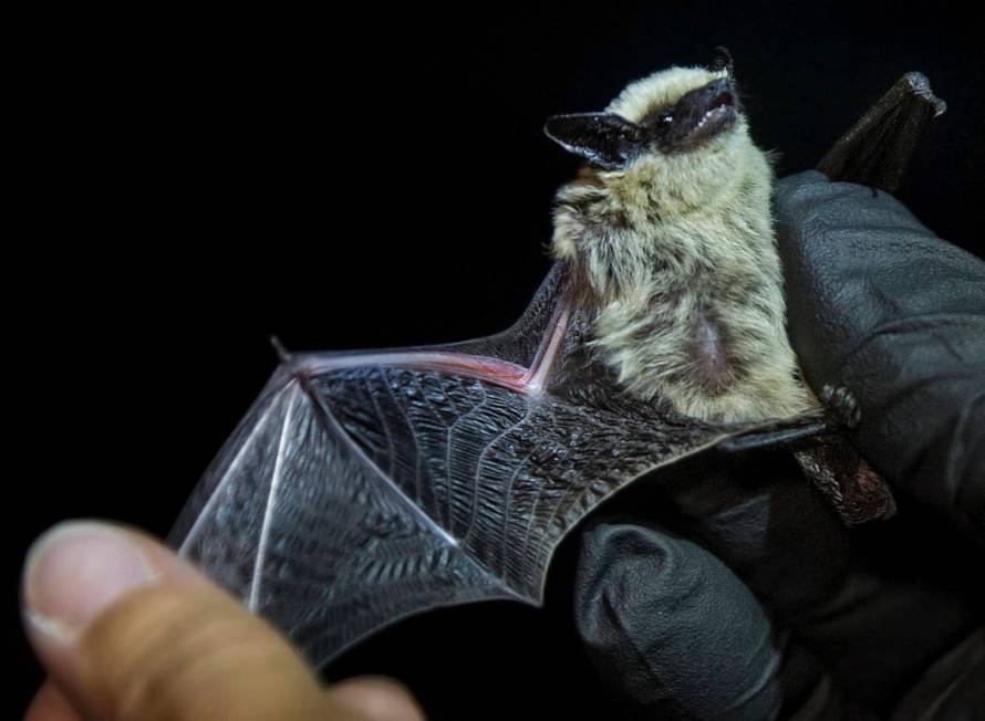 Christy Klinger, a wildlife biologist with the Nevada Department of Wildlife, examines a canyon ...