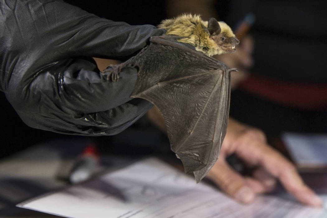 Christy Klinger, a wildlife biologist with the Nevada Department of Wildlife, examines a bat du ...