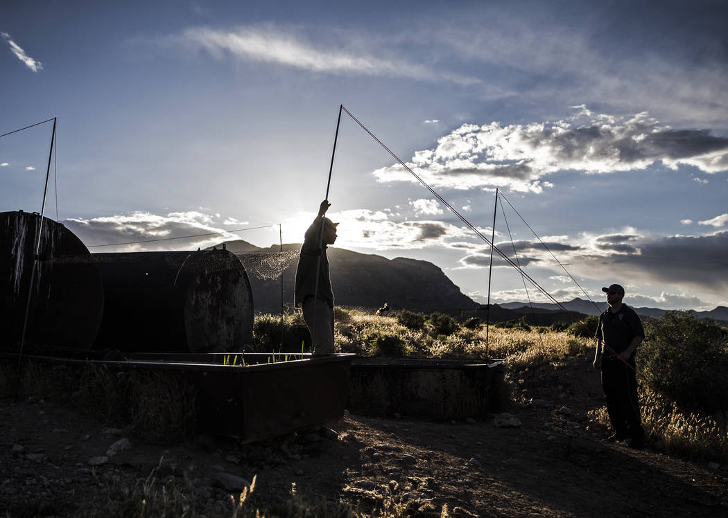 Participants in a "bat blitz" event set up nets in the East Mormon mountain range on ...