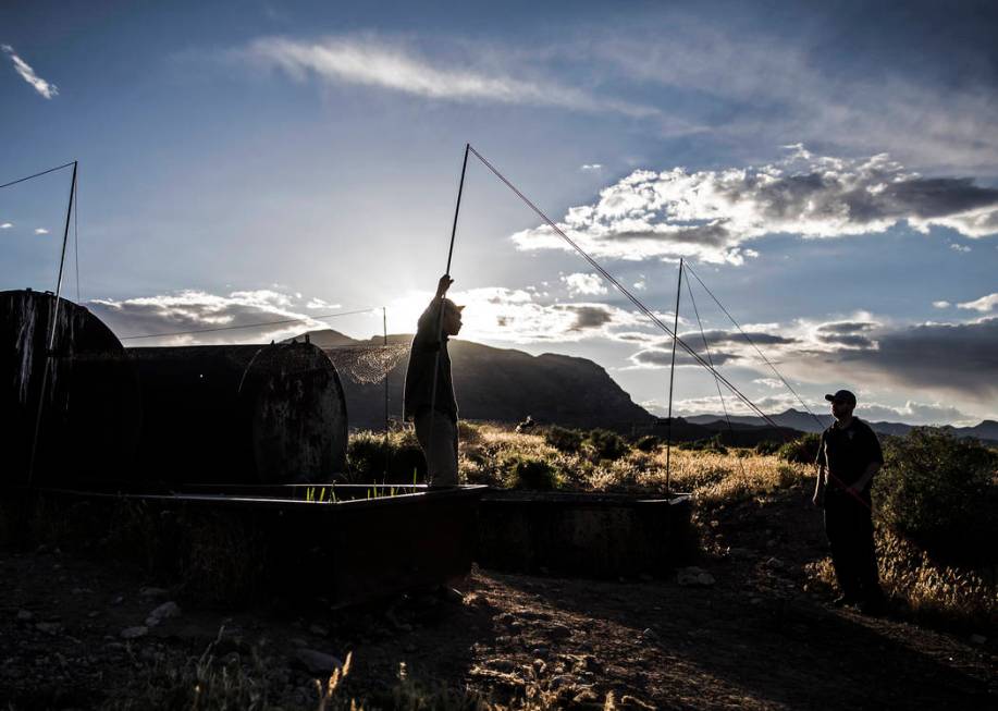 Participants in a "bat blitz" event set up nets in the East Mormon mountain range on ...