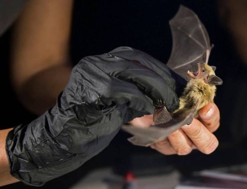 Christy Klinger, a wildlife biologist with the Nevada Department of Wildlife, examines a bat du ...