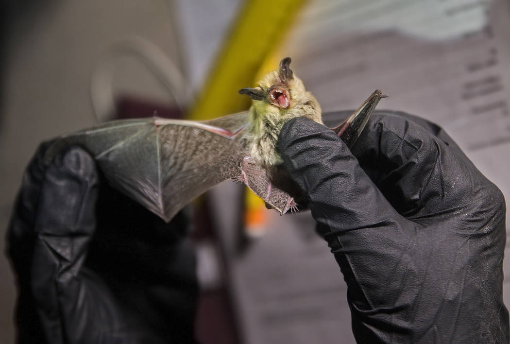 Christy Klinger, a wildlife biologist with the Nevada Department of Wildlife, examines a bat du ...