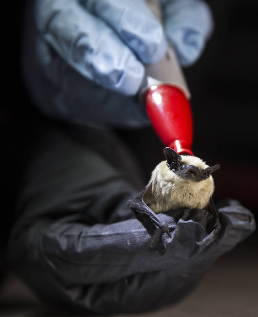 Christy Klinger, a wildlife biologist with the Nevada Department of Wildlife, marks a canyon ba ...