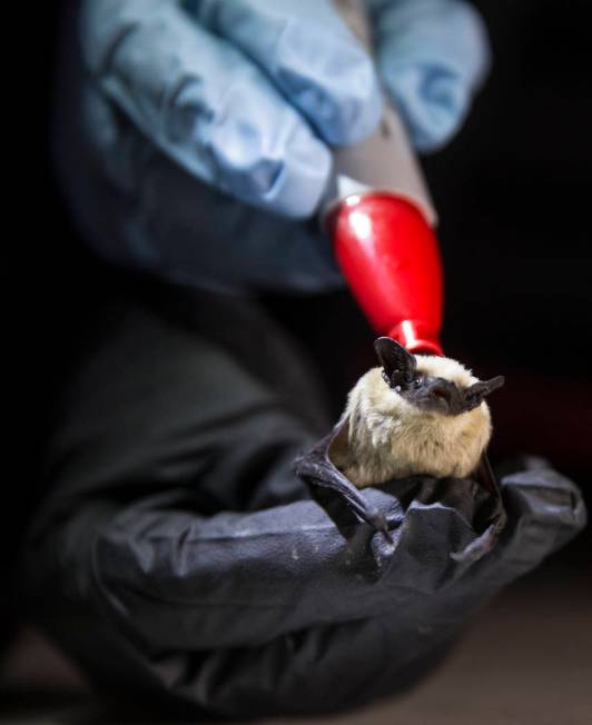 Christy Klinger, a wildlife biologist with the Nevada Department of Wildlife, marks a canyon ba ...