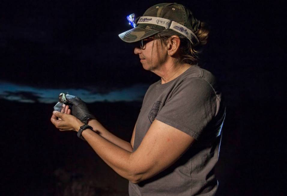 Christy Klinger, a wildlife biologist with the Nevada Department of Wildlife, examines a female ...