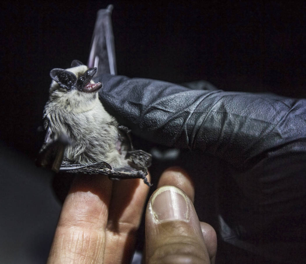 Christy Klinger, a wildlife biologist with the Nevada Department of Wildlife, documents a canyo ...