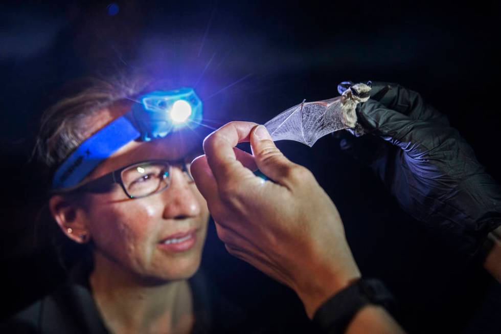 Tracy Kipke, a biologist at the Nevada Department of Wildlife, examines a canyon bat during a & ...