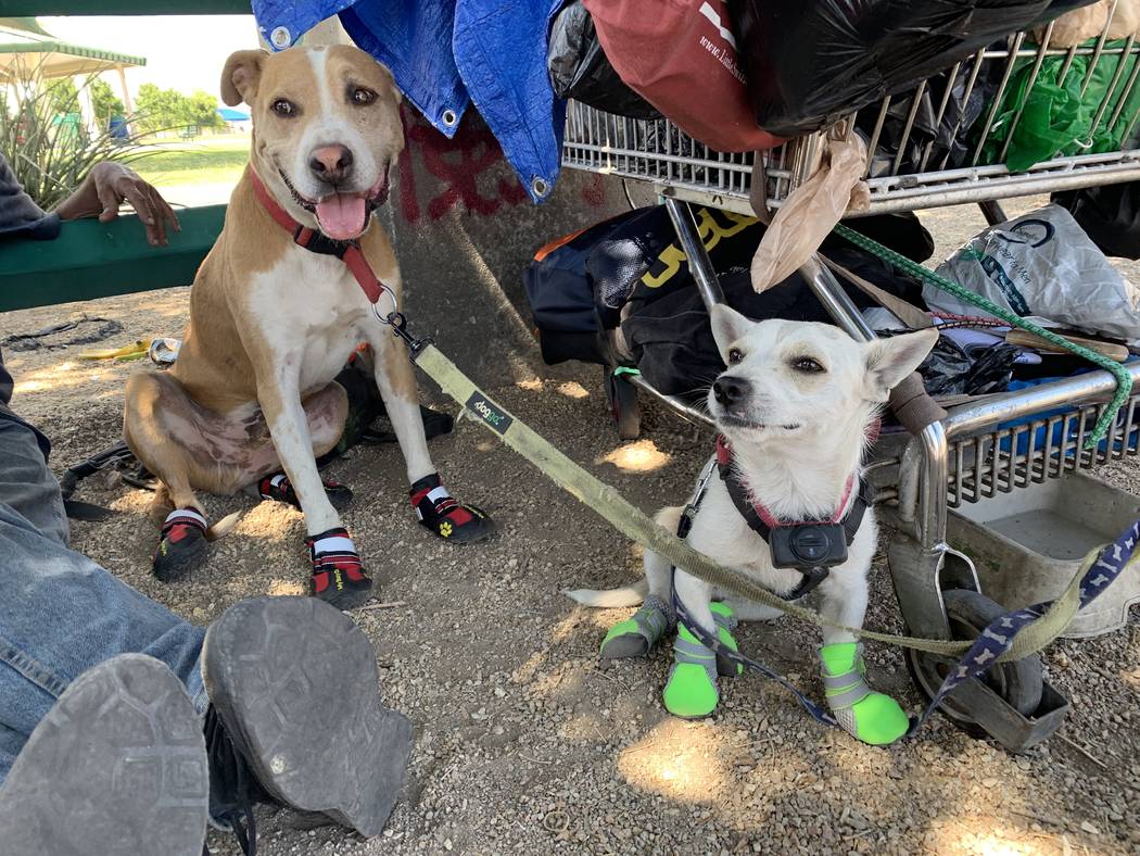 Dogs Junior and King wear booties given to them by Urban Underdogs. Urban Underdogs is a nonpro ...