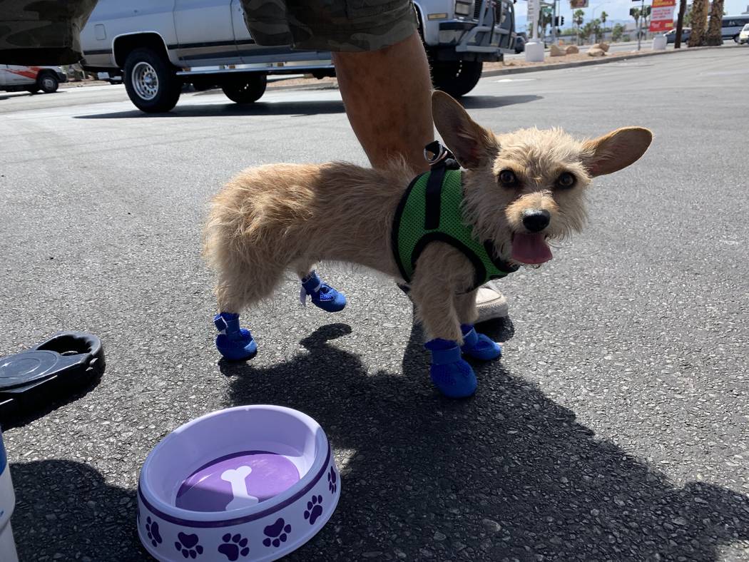 A dog named Karma tries out a pair of booties on pavement in Las Vegas, Monday, June 17, 2019. ...