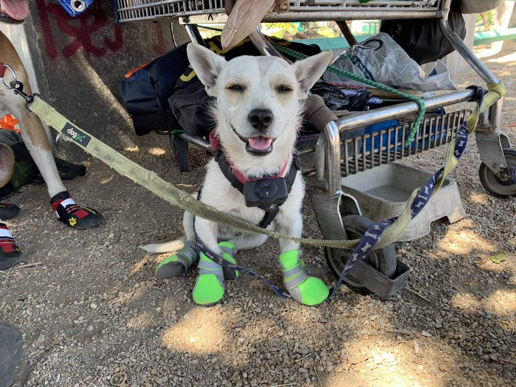 A dog named King wears a pair of booties given to him by Urban Underdogs. Urban Underdogs is a ...