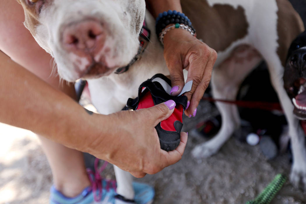 Cynthia Miyamoto, found of Urban Underdogs, puts dog booties on Peaches at Molasky Family Park ...