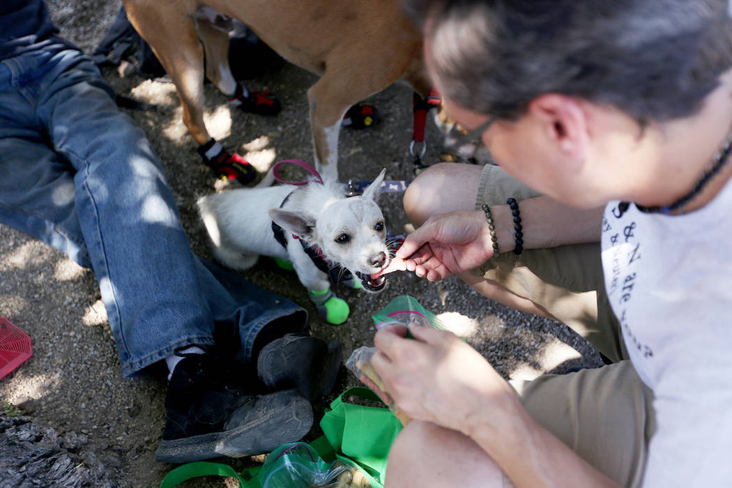 Volunteer John Parris feeds a treat to Caster at Molasky Family Park in Las Vegas, Monday, June ...