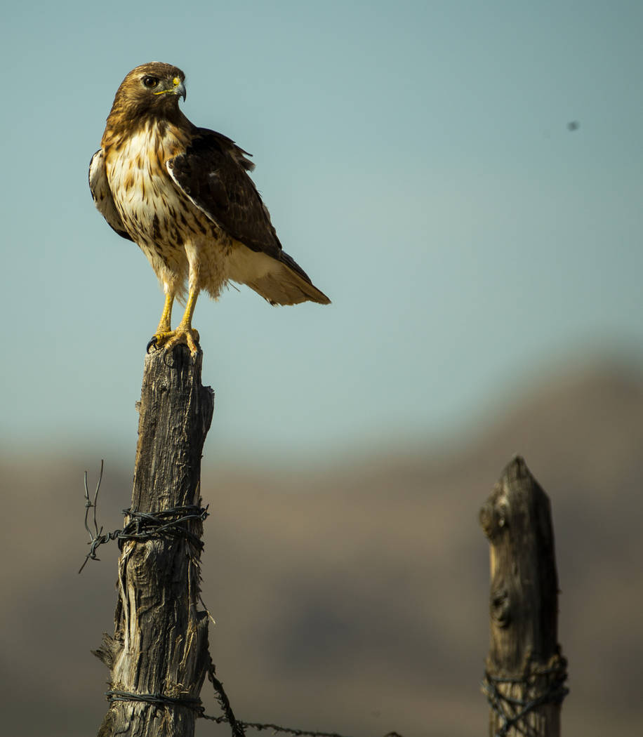 A hawk perches on a fence post near the Jean dry lake bed on Monday, June 10, 2019, in Las Vega ...