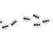 A line of worker ants marching in search of food. Vector banner