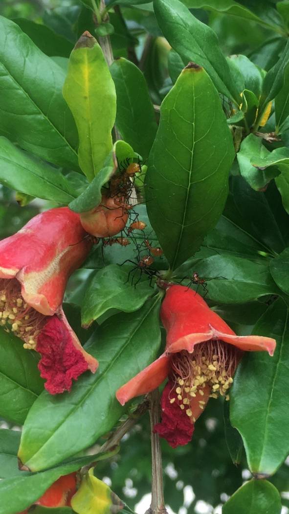 The hot weather brings out the leaf-footed plant bug that will infest your fruit trees and vege ...