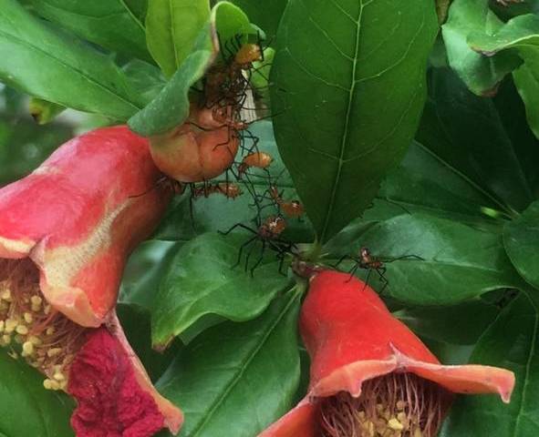 The hot weather brings out the leaf-footed plant bug that will infest your fruit trees and vege ...